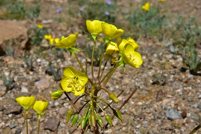 Yellow Cups, also called Golden Suncup, Mojave Suncup and Pallid Suncup is a handsome native annual that grows up to 30. Chylismia brevipes 